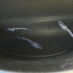 メダカ  墨狼  オス3匹の画像