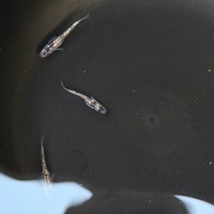 メダカ  墨狼  オス3匹の画像