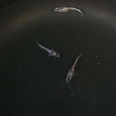メダカ  墨狼  オス3匹の画像