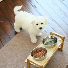 CE479 カインズ 高さと角度が変えられるドッグテーブルの画像