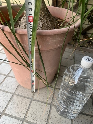 トックリラン　巨大　スズラン亜科常緑高木　　観葉植物
