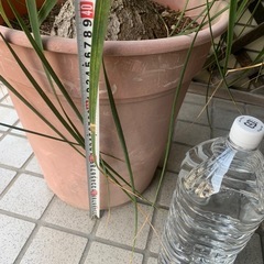 トックリラン　巨大　スズラン亜科常緑高木　　観葉植物の画像