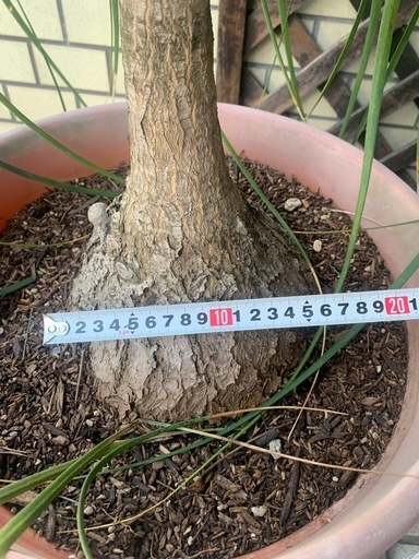 トックリラン　巨大　スズラン亜科常緑高木　　観葉植物