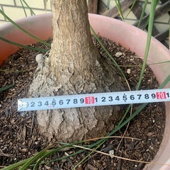 トックリラン　巨大　スズラン亜科常緑高木　　観葉植物の画像