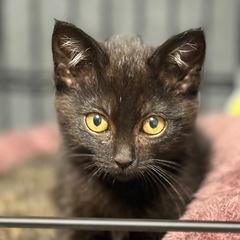 黒まめくん　生後約3ヶ月の黒猫ボブティル