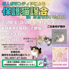 長崎の個人ボランティアによる保護猫譲渡会