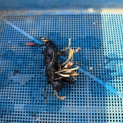 ③温帯睡蓮　ピンクの画像