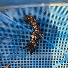 ④温帯睡蓮　ピンクの画像