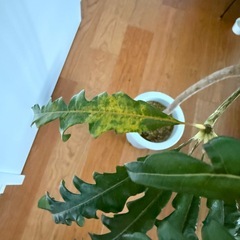 【取引中】観葉植物｜アラレア(ディジゴセカ )の画像