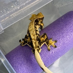 クレステッドゲッコー♂の画像