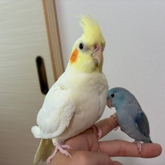【仲良し割中！】オカメインコ、マメルリハ　販売
