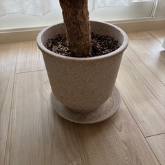 【取引中】パキラ　観葉植物の画像