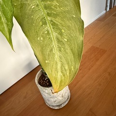 【取引中】観葉植物｜ディフェンバキア ティキの画像