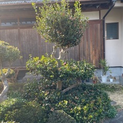庭木の中古が安い！激安で譲ります・無料であげます｜ジモティー