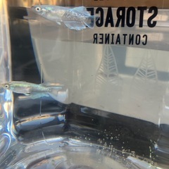 マリアージュ　メダカの画像