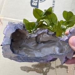 アヌビスナナ　活着流木オブジェの画像