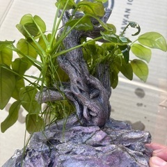 アヌビスナナ　活着流木オブジェの画像