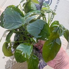 アヌビスナナ　活着流木オブジェの画像