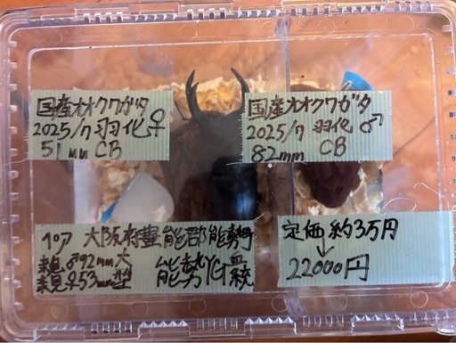 【更に値下げ】国産オオクワ[能勢YG]成虫ペア