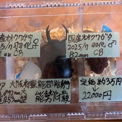 [超大型•定価約3万円]国産オオクワガタ[能勢YG]成虫ペアの画像