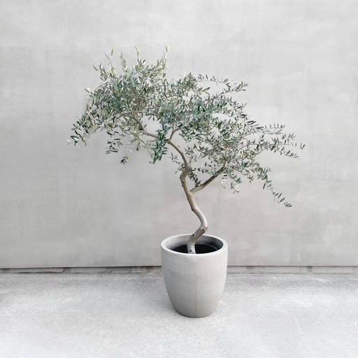 観葉植物 オリーブ SOUJU 150cm 10号