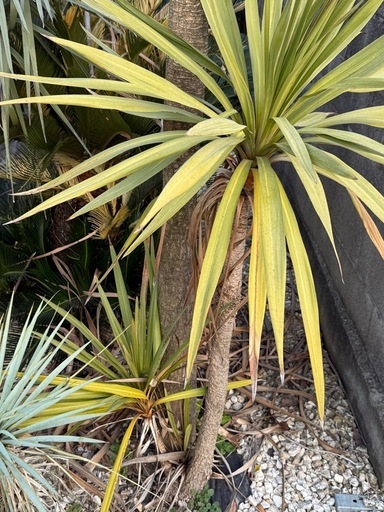 ドラセナニオイシュロラン (とも) 下館二高前のその他の中古あげます