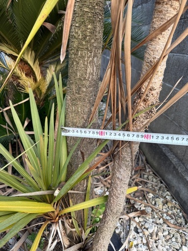 ドラセナニオイシュロラン (とも) 下館二高前のその他の中古あげます