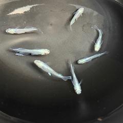 現物 メダカ マリアージュ光体型  爆産セットの画像