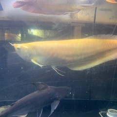 アルビノシルバーアロワナの画像