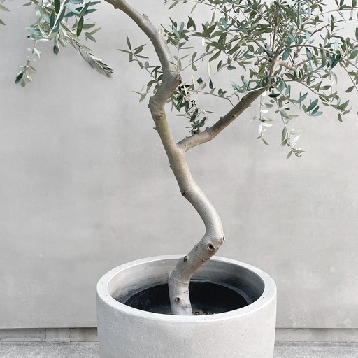 観葉植物 オリーブ SOUJU 150cm 10号