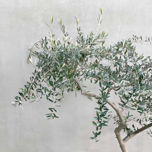観葉植物 オリーブ SOUJU 150cm 10号