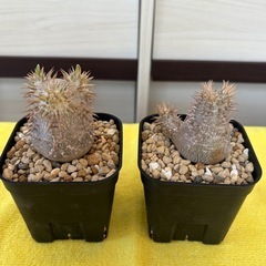 パキポディウム　エブレネウムとホロンベンセの画像