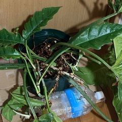 フィロデンドロン スリット鉢の画像