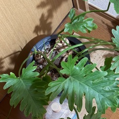 セローム  4株の画像