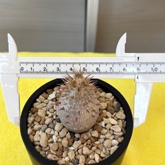 パキポディウム　マカイエンセの画像