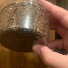 ヤマトサビクワガタ幼虫①三令個別管理個体の画像