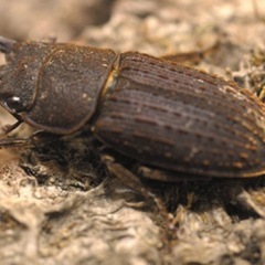 ヤマトサビクワガタ幼虫③初令と2令の7匹多頭セットの画像