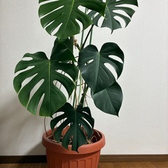 観葉植物🪴モンステラの画像