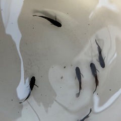 現物  メダカ  オリジナル掛け合わせ  名無し  光体型  3ペアの画像