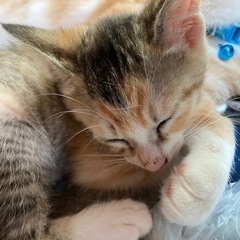 お転婆な三毛猫ミライちゃん