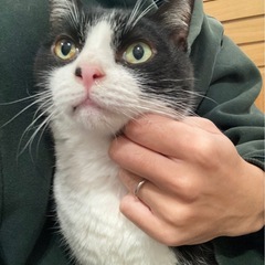 【里親募集】おだやかで人懐っこいハチワレなつめくん♂（10歳・去勢済）