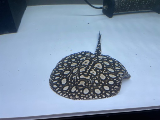 ダイヤモンドポルカ　　オス