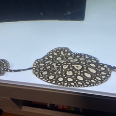 ダイヤモンドポルカ　　オスの画像