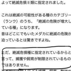 【値下げしました!】『大量、小魚』『ブクブク付』『何匹いるかは、分かりかねます』の画像