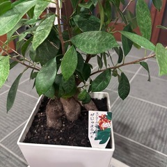 ガジュマル⭐︎植え替え済みの画像