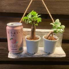 観葉植物🪴ガジュマル🌴の画像