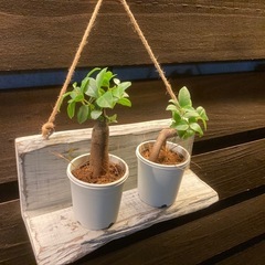 観葉植物🪴ガジュマル🌴の画像