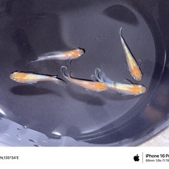 めだか　天照・アマテラス　1匹　800円‼️の画像