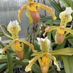 パフィオペディルム　インシグネ　ポット苗の画像