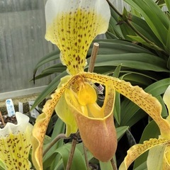 パフィオペディルム　インシグネ　ポット苗の画像